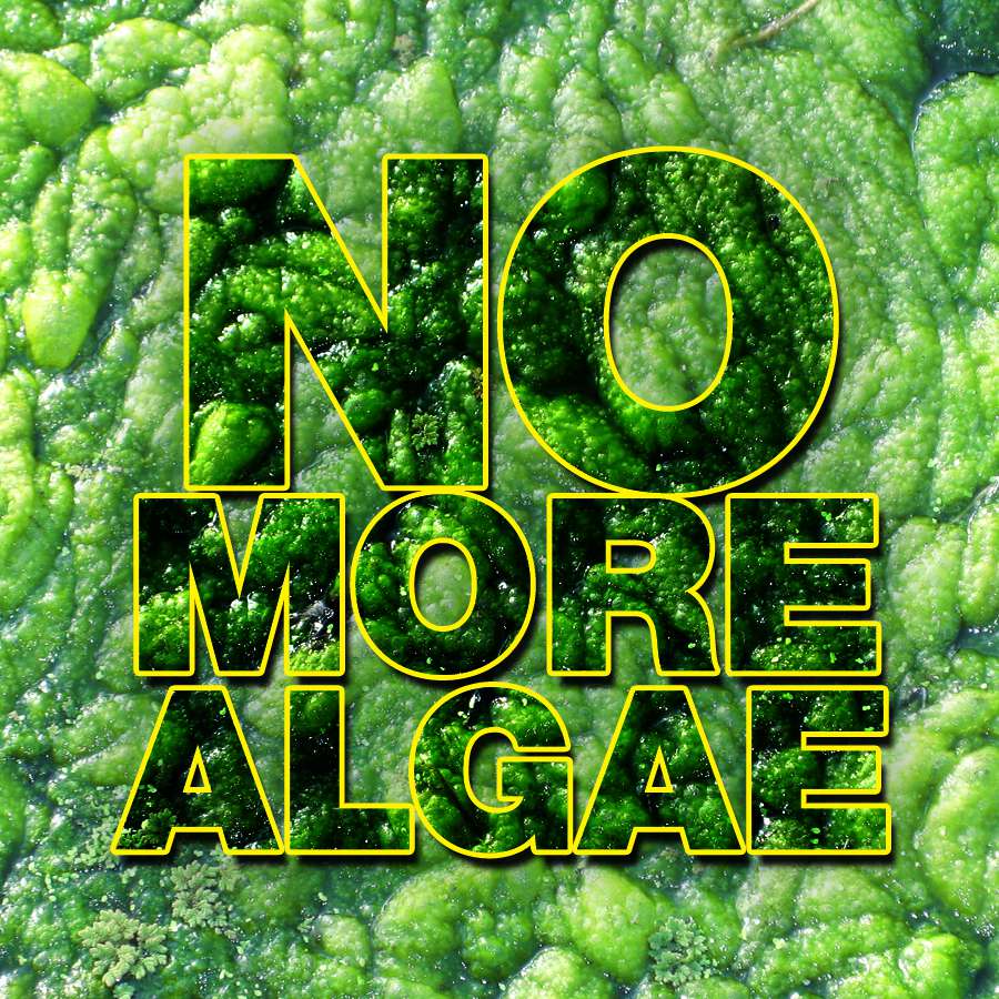 removing algae